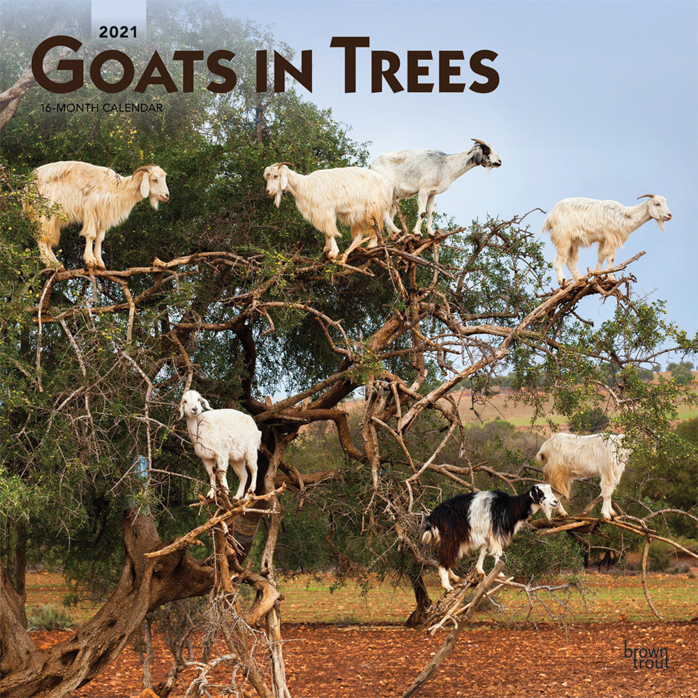 2021 Goats in Trees Wall Calendar - Calendars - 2021 Calendar