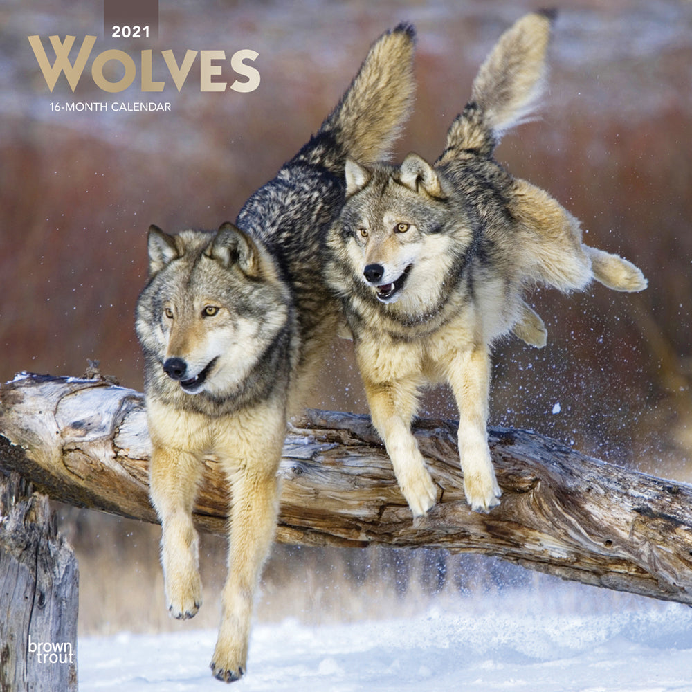 2021 Wolves Wall Calendar - Calendars - 2021 Calendar